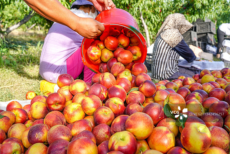 果园新鲜油桃采摘图片素材