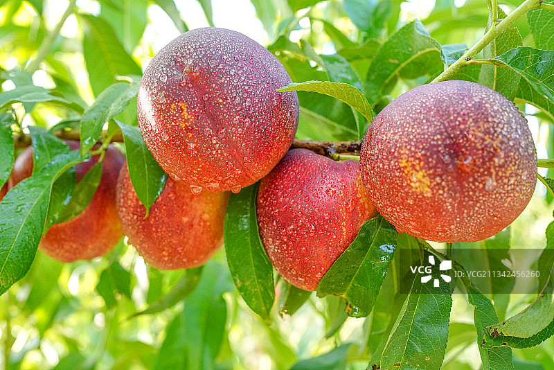 果园新鲜油桃采摘图片素材