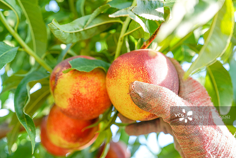 果园新鲜油桃采摘图片素材