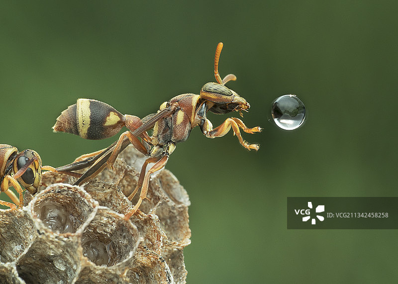 植物上昆虫的特写图片素材