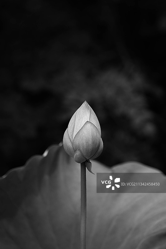 莲花睡莲特写图片素材