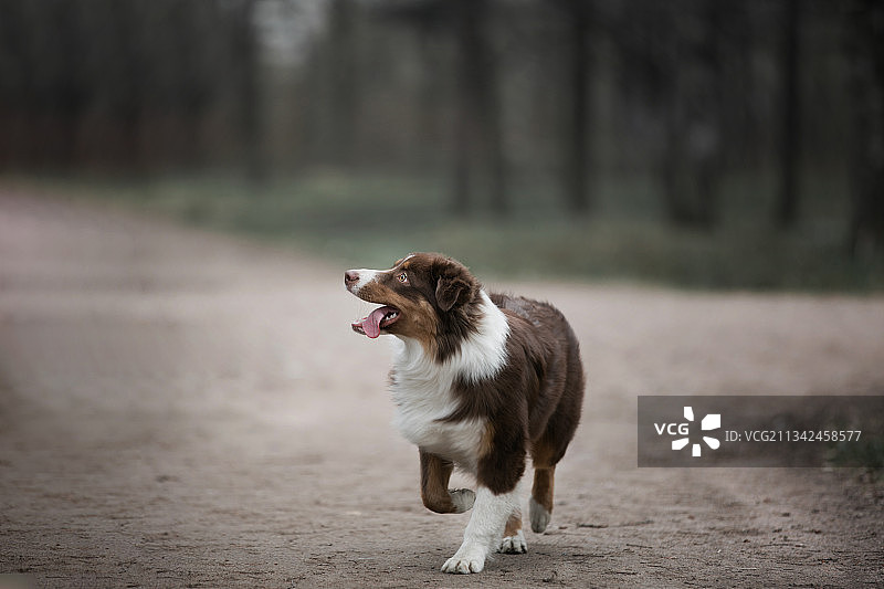 俄罗斯土路上奔跑的牧羊犬特写图片素材