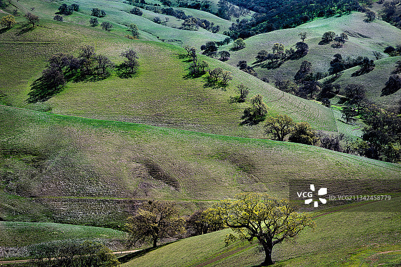 加利福尼亚州克莱顿的树木高角度景观图片素材