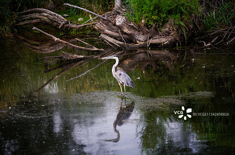 美国科罗拉多州湖中的灰色苍鹭侧视图图片素材