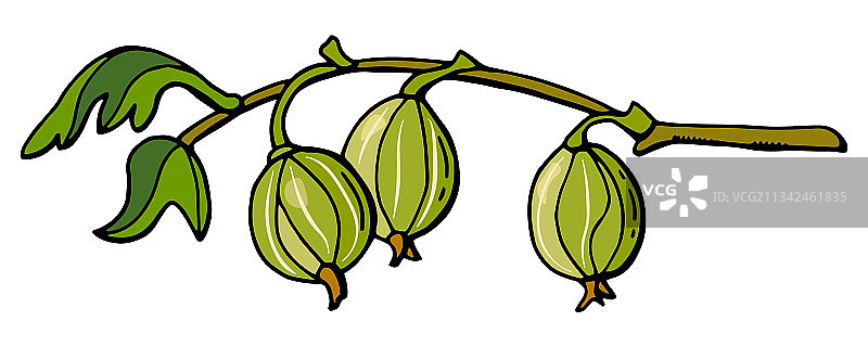 醋栗枝图片素材