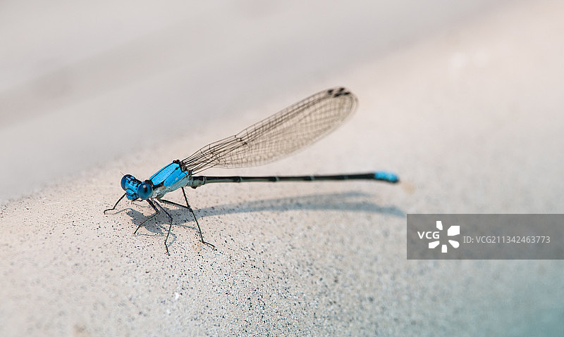 肯塔基州路易斯维尔墙上的蜻蜓特写图片素材