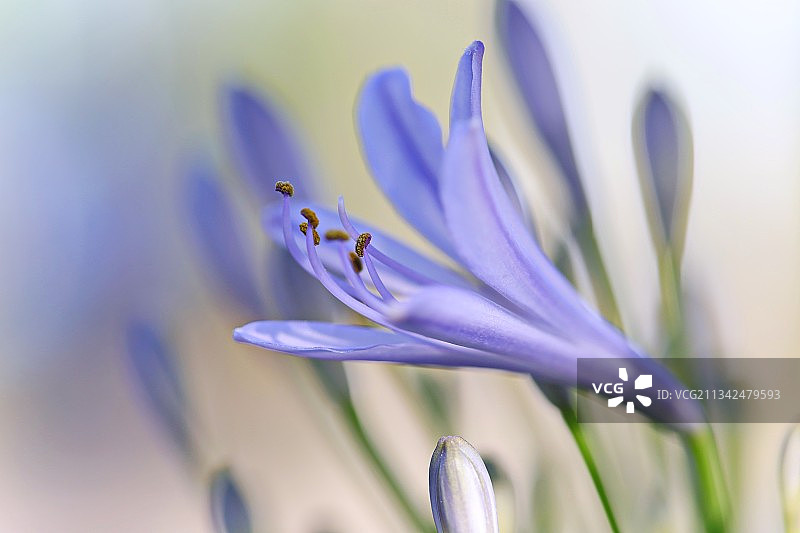 紫色的花图片素材