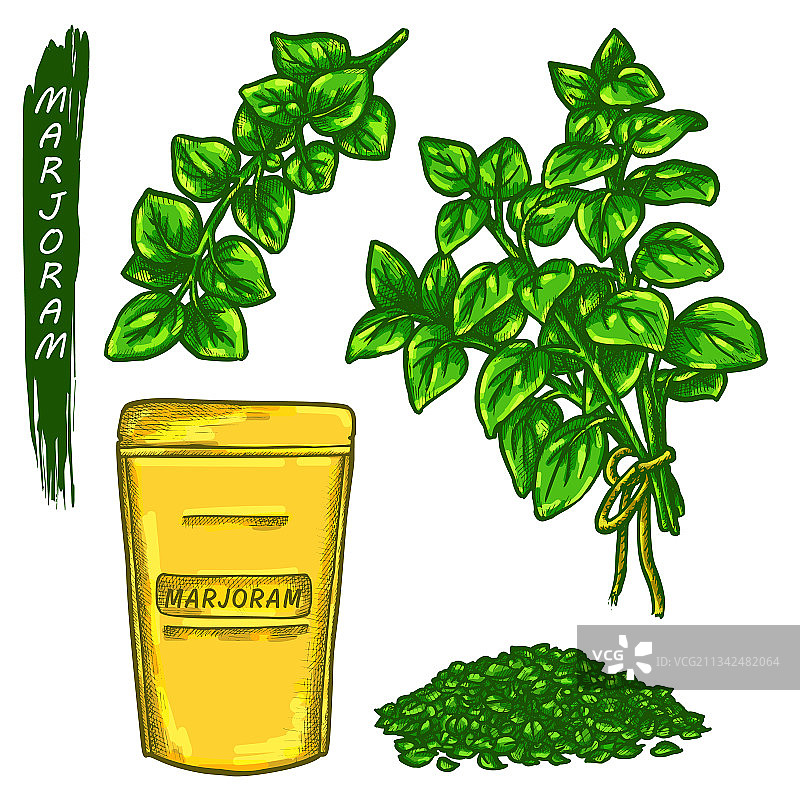 手绘马郁兰草本植物图标元素图片素材