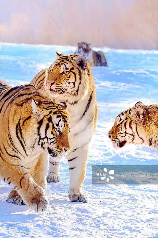 三只老虎图片素材