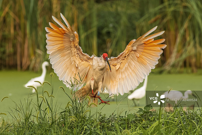 国宝朱鹮图片素材