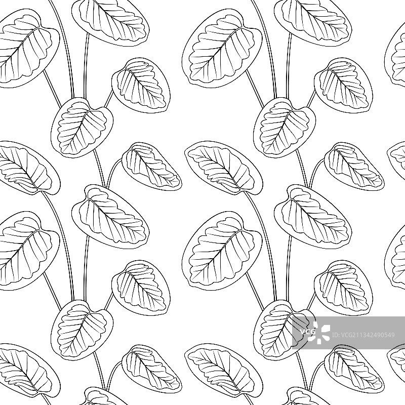 热带竹芋叶黑色轮廓图图片素材