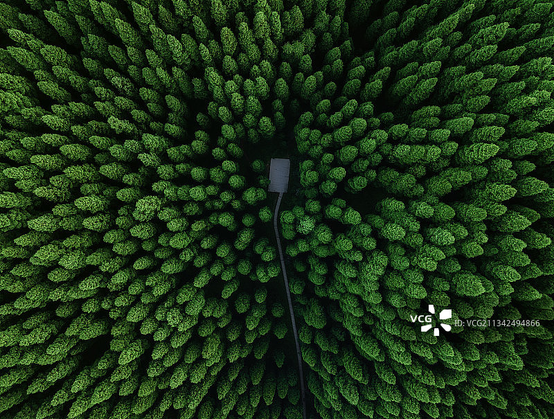 四川成都彭州蟠龙谷小鱼洞中坝保护站原始森林林区生态自然保护区图片素材