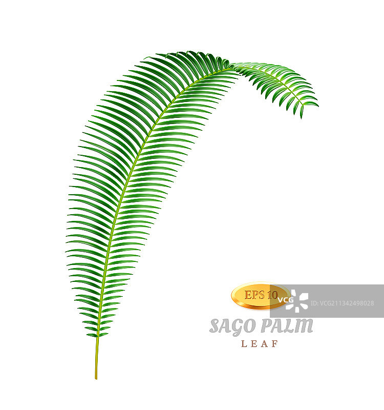 西米棕榈树热带树叶和异国植物图片素材