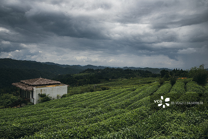 贵州省黔南州独山县山顶茶园图片素材