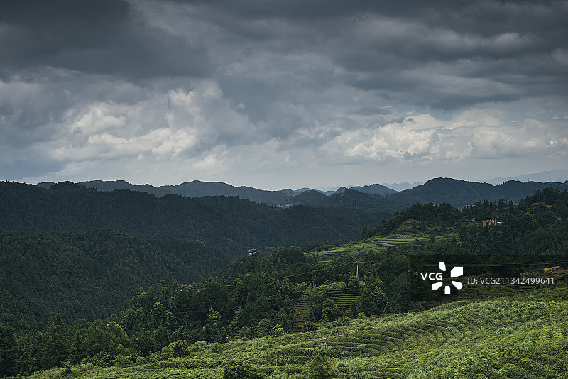 贵州省黔南州独山县山顶茶园图片素材
