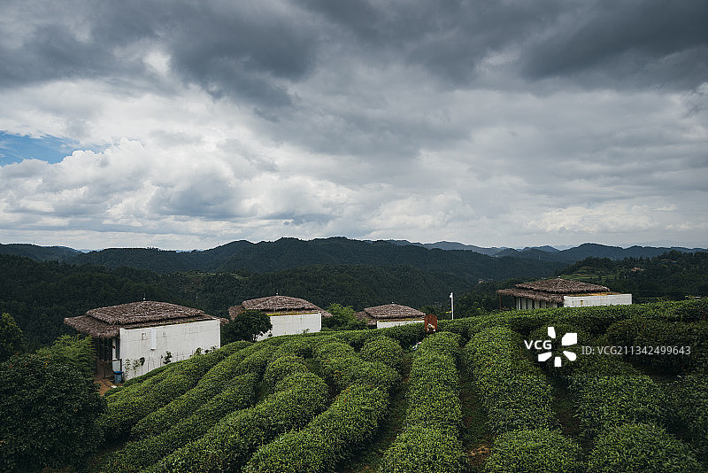 贵州省黔南州独山县山顶茶园图片素材