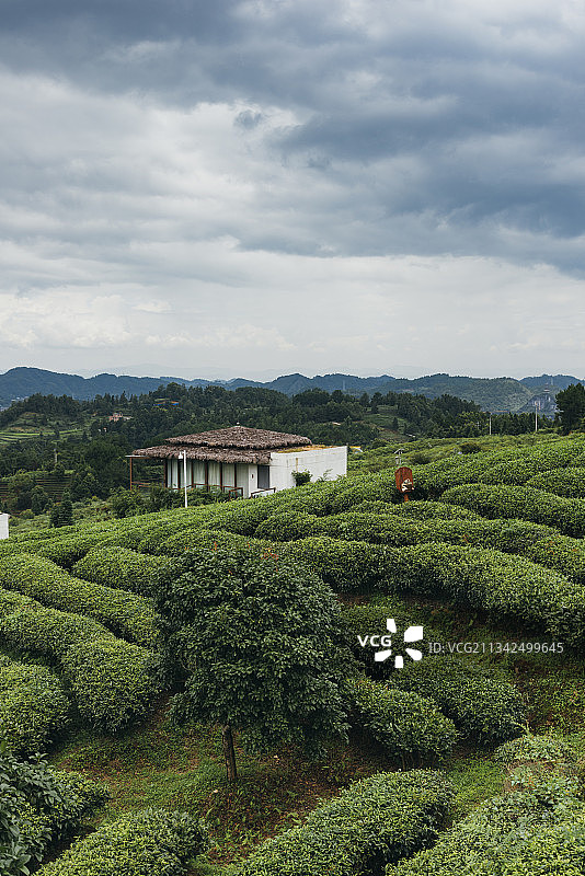 贵州省黔南州独山县山顶茶园图片素材