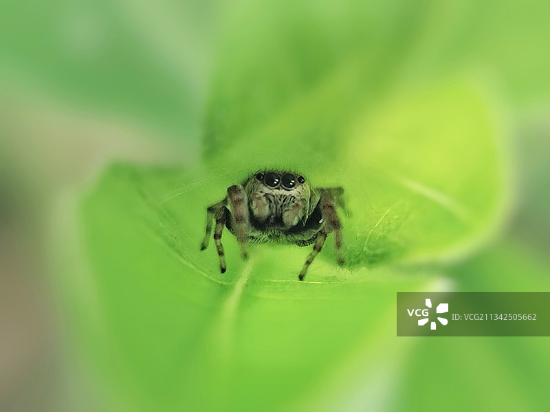 大萌眼图片素材