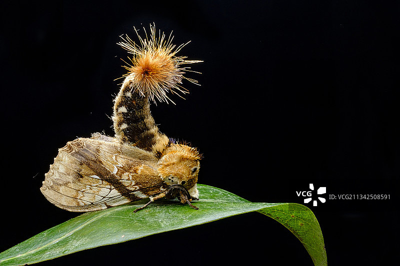 黄蕊尾舟蛾图片素材