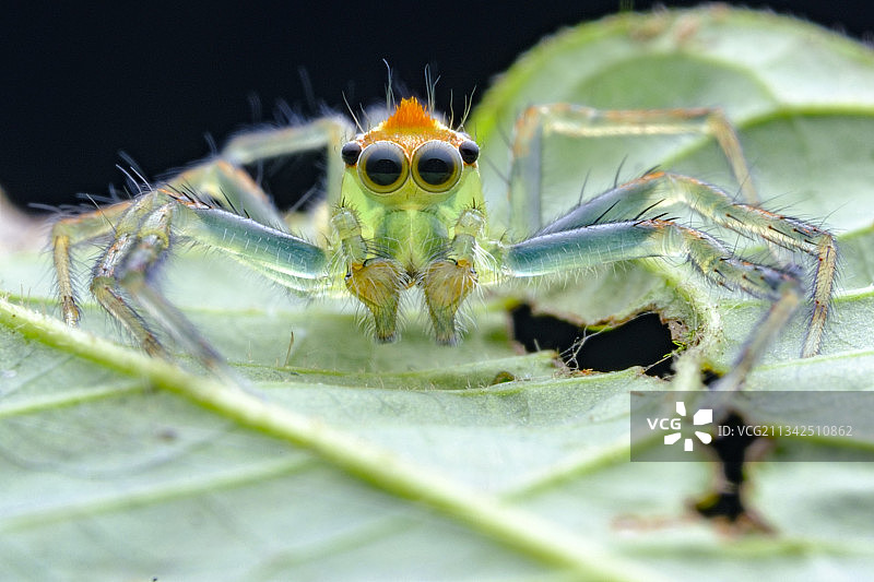荣艾普蛛图片素材