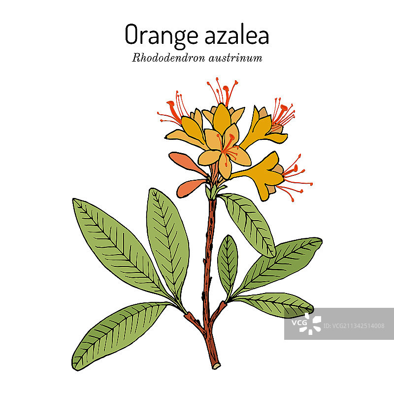 橙色映山红图片素材