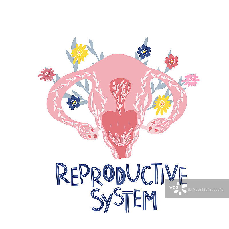带有花朵的女性生殖系统图片素材