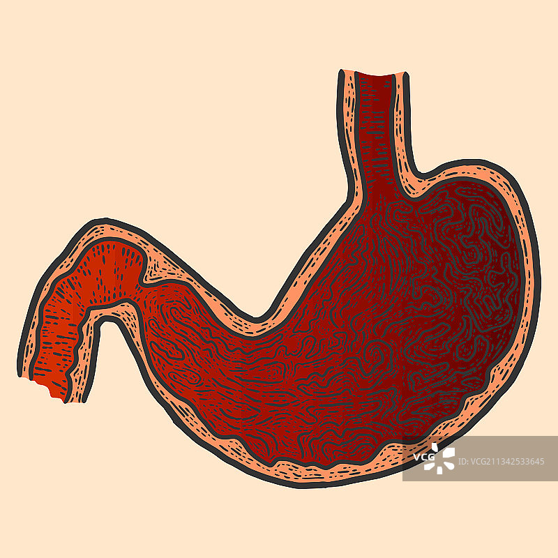 胃部解剖截面草图图片素材