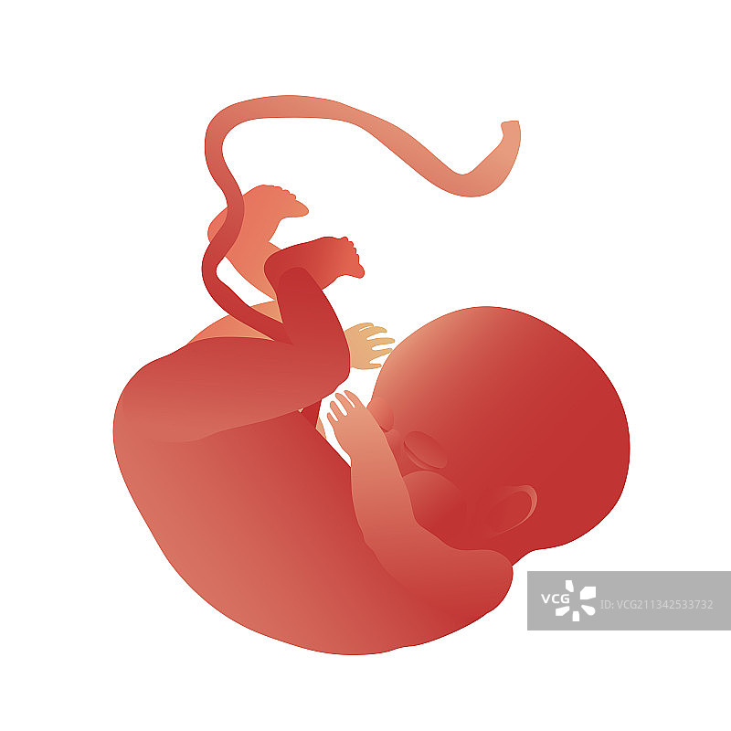 新生儿脐带图片素材