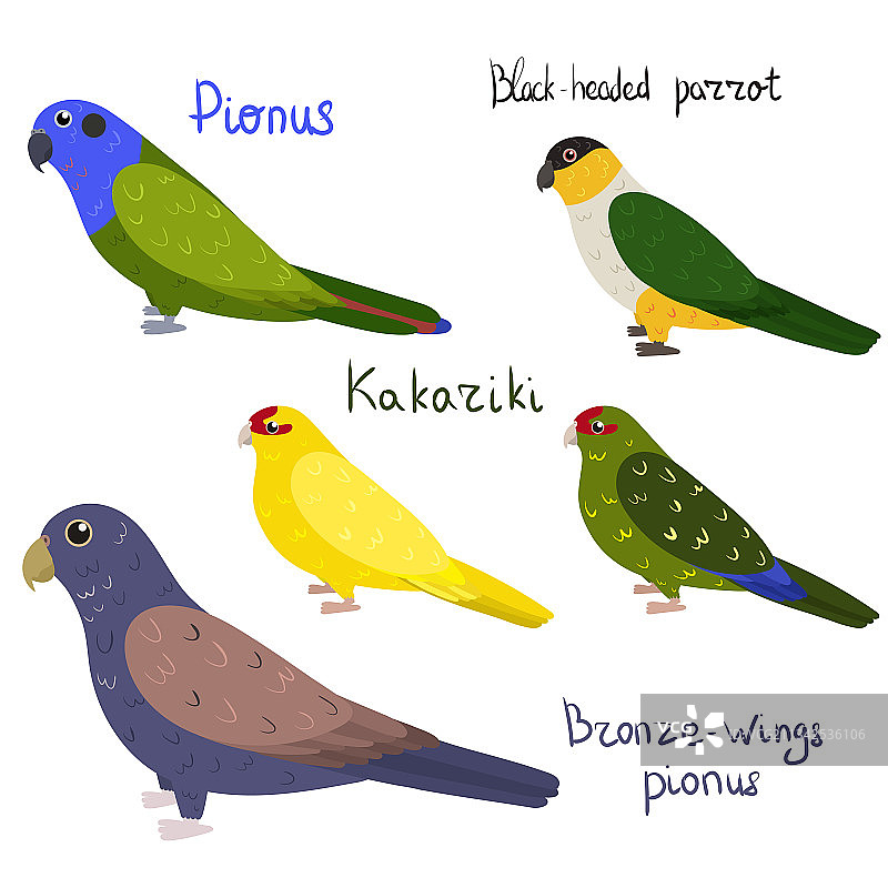 黑头鹦鹉和卡卡里奇鹦鹉合集图片素材