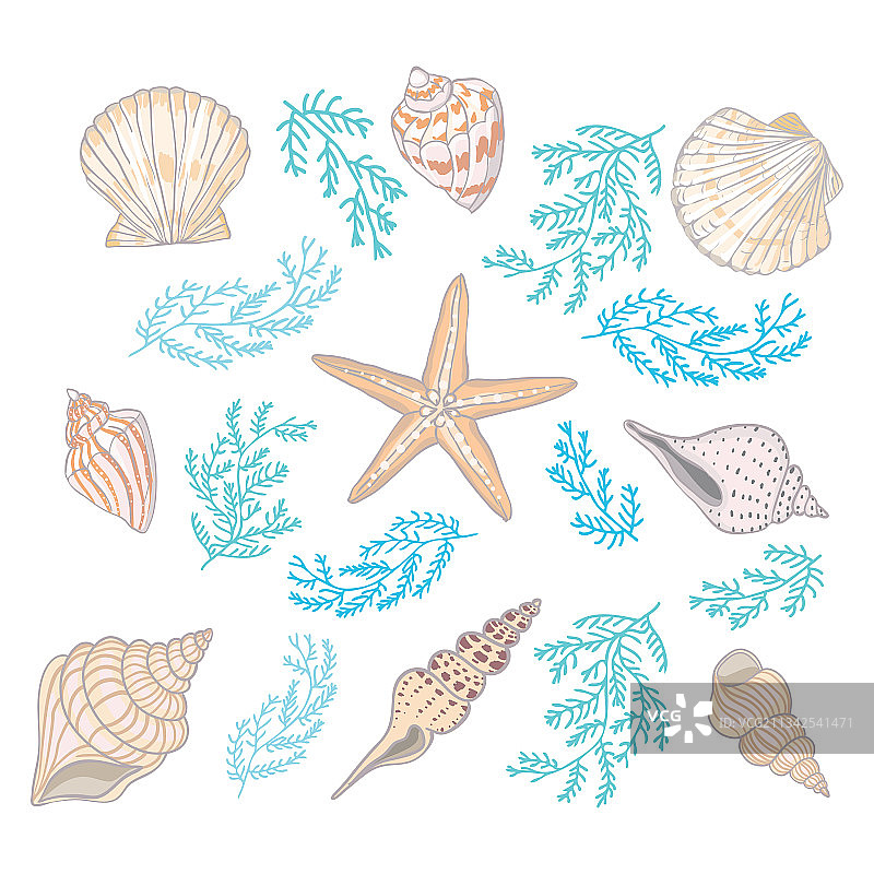 一组白色背景上的美丽贝壳图片素材