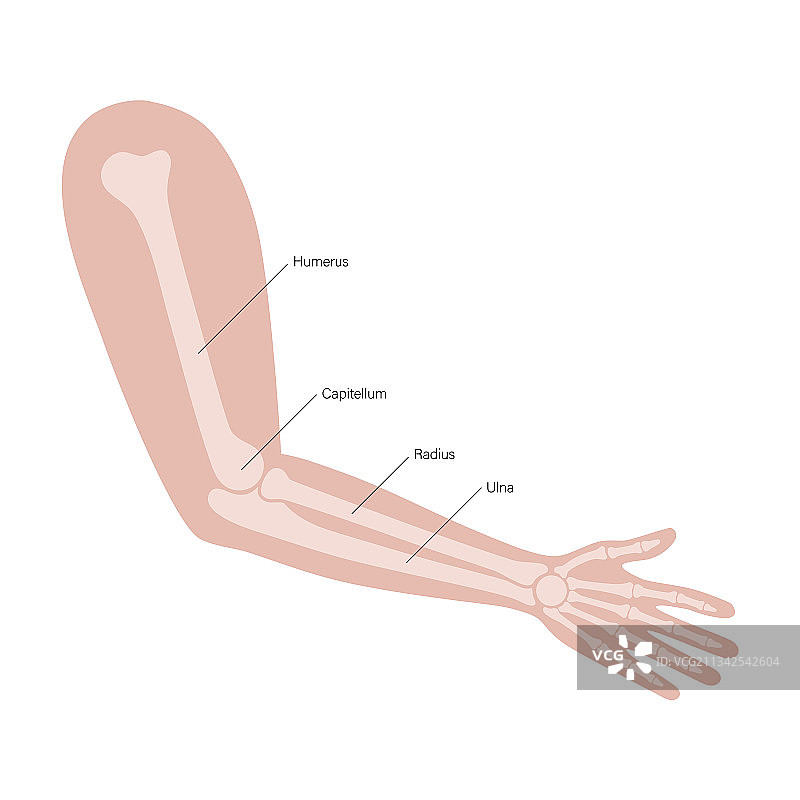 肌肉系统手臂图片素材