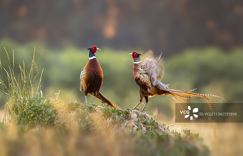 沐浴在晨光里的环颈雉图片素材