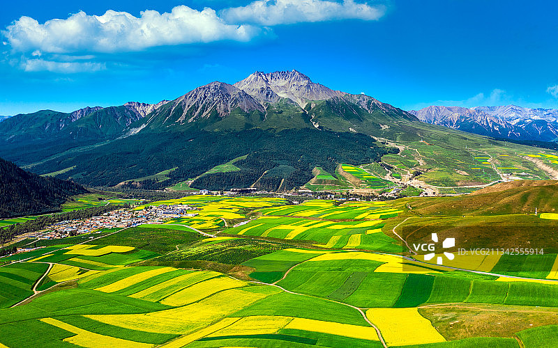 青海省祁连县卓尔山景区牛心山下的油菜花田图片素材