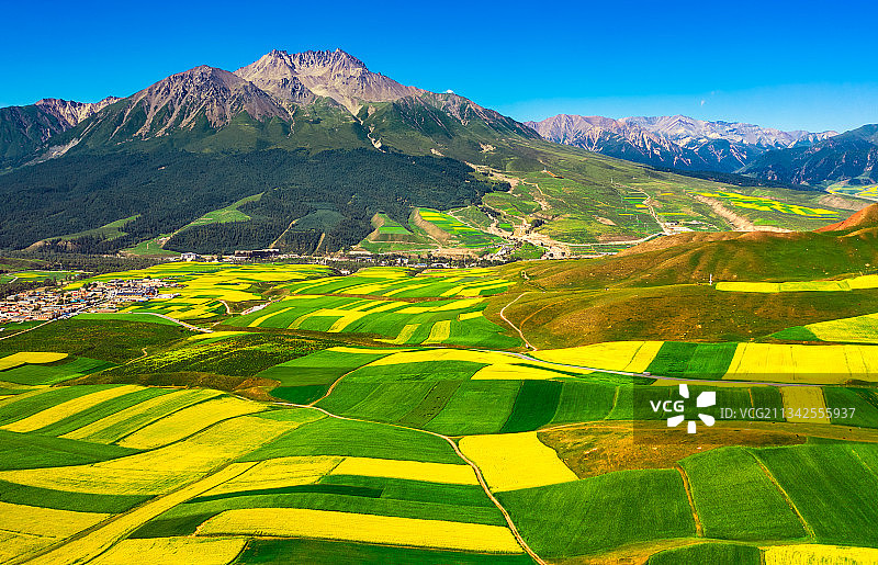 青海省祁连县卓尔山景区牛心山下的油菜花田图片素材