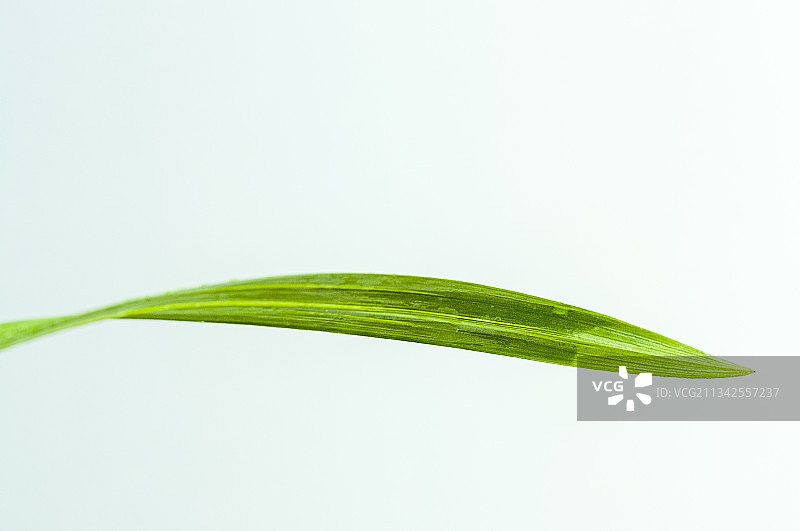 一片兰叶图片素材