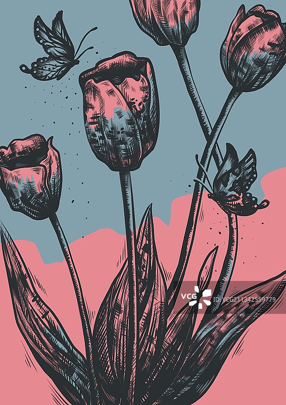 郁金香花朵插图图片素材