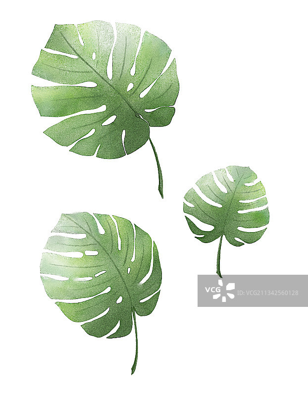 水彩风热带植物叶片素材图片素材