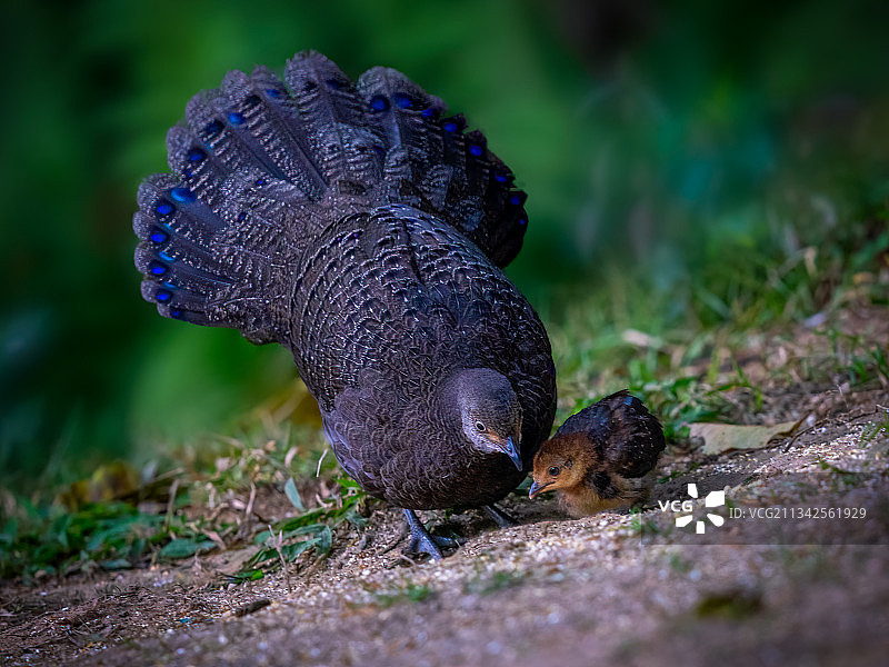 母与子   灰孔雀雉图片素材