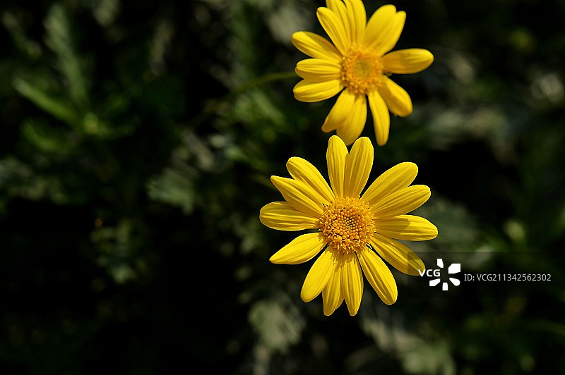 黄金菊•罗马春黄菊图片素材