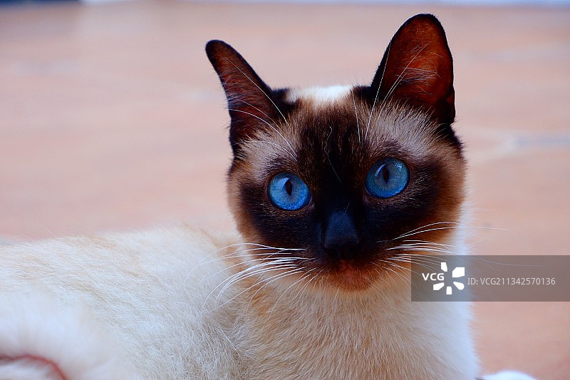 猫的特写肖像图片素材