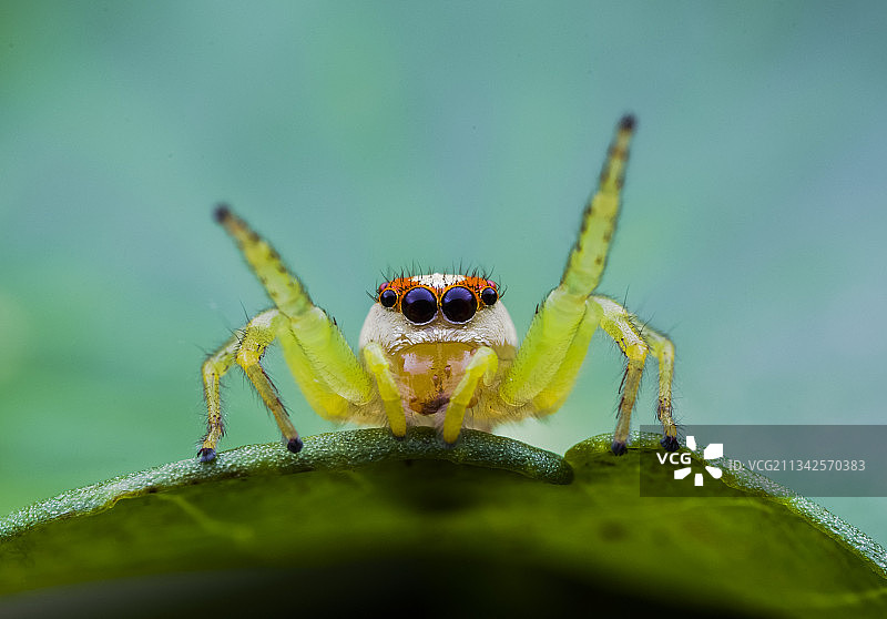 体操健儿图片素材