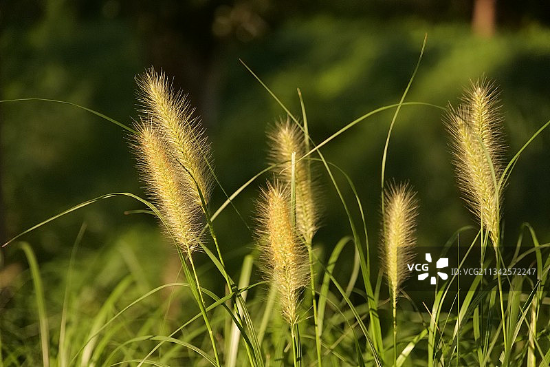 傍晚阳光下的野草/狗尾草图片素材