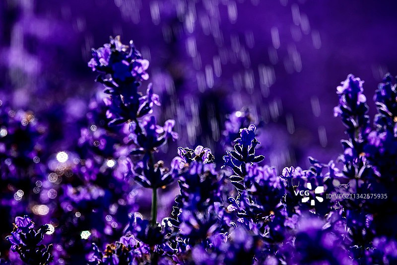紫色的雨图片素材