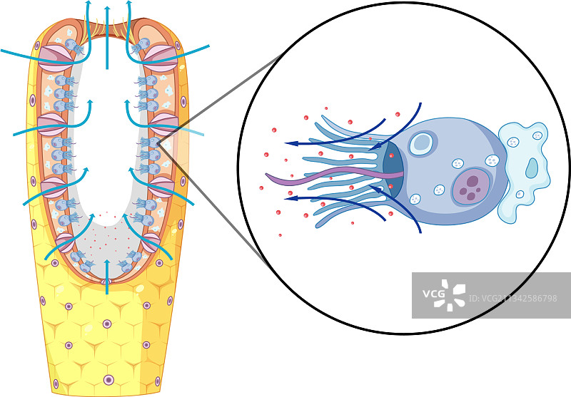 生物教学用海绵结构图图片素材