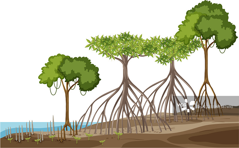 白色背景上的红树林结构图片素材