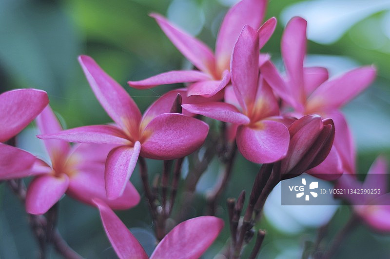 这是什么花呀图片素材