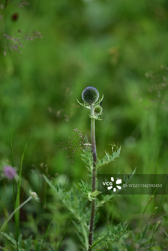 蓝刺头图片素材
