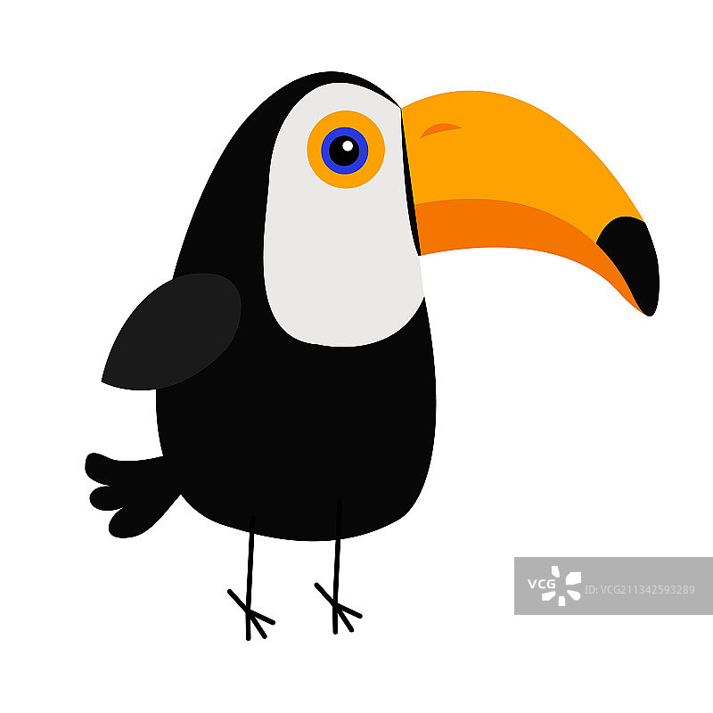 可爱的托哥巨嘴鸟热带鸟类图片素材