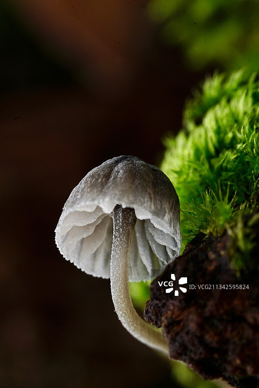 小灰蘑菇图片素材