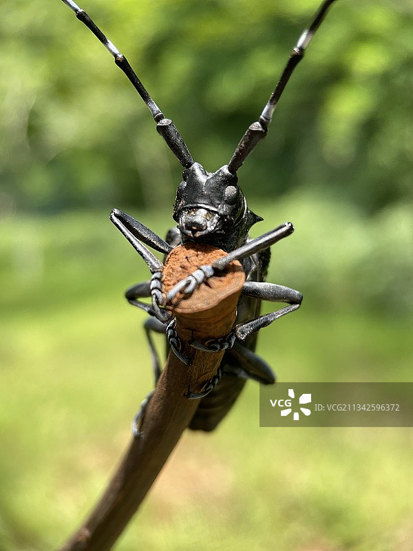 天牛大元帅(拍摄地点：昆明市西山区船房河)图片素材